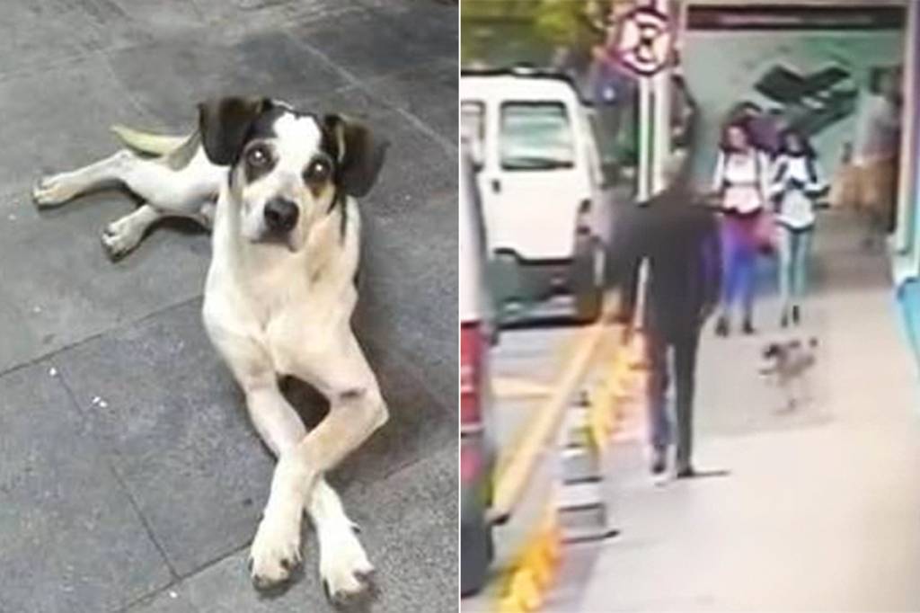 Cachorro Carrefour