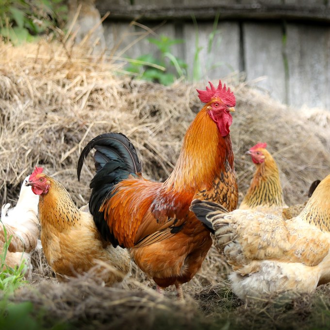 Japão suspende importação de frango e ovos do Ceará após gripe aviária