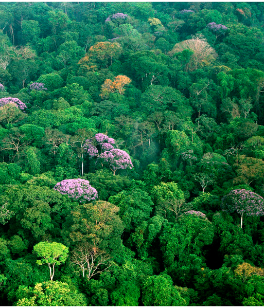 floresta
