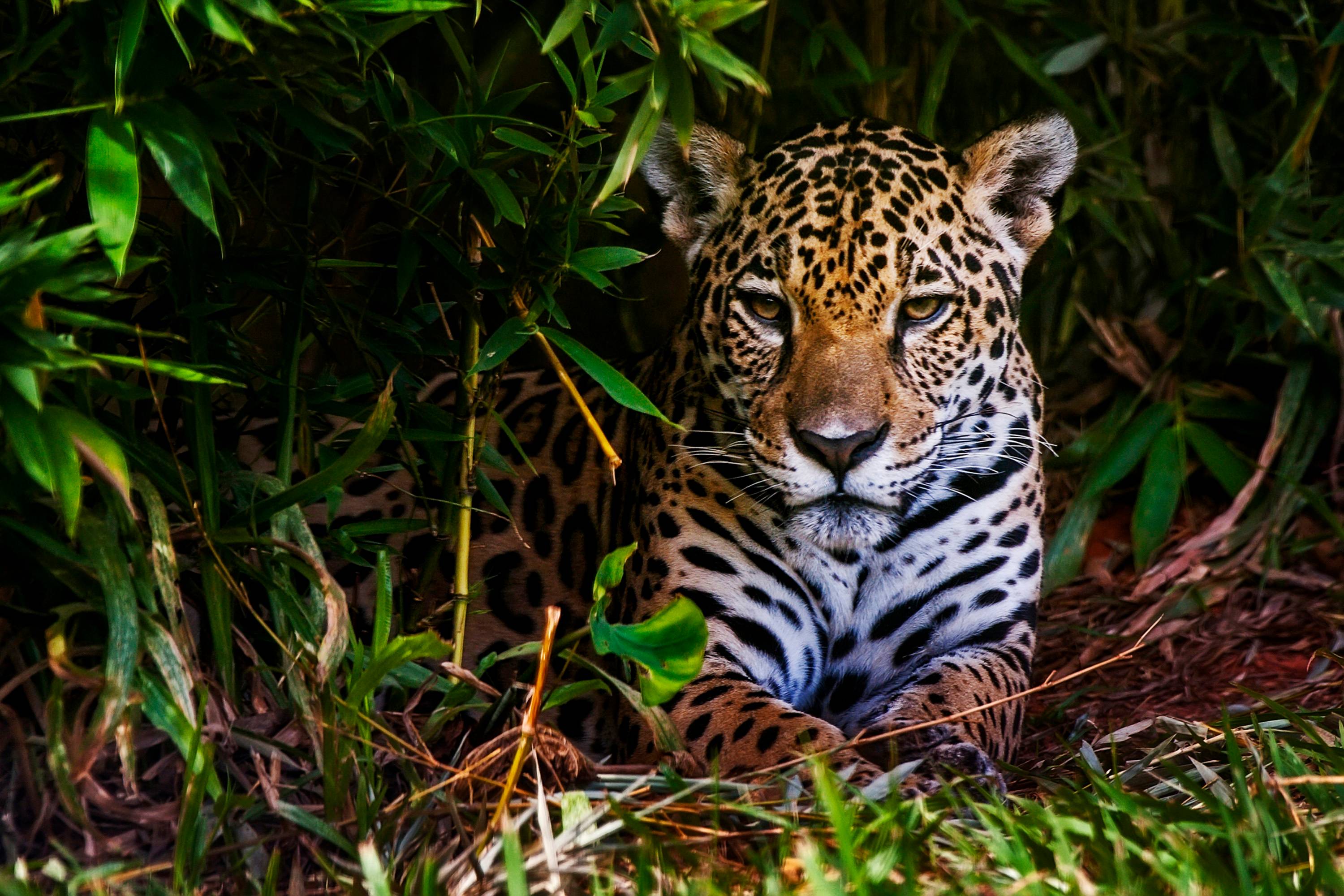 Sobrevivência das onças-pintadas depende da preservação do território atual, diz especialista