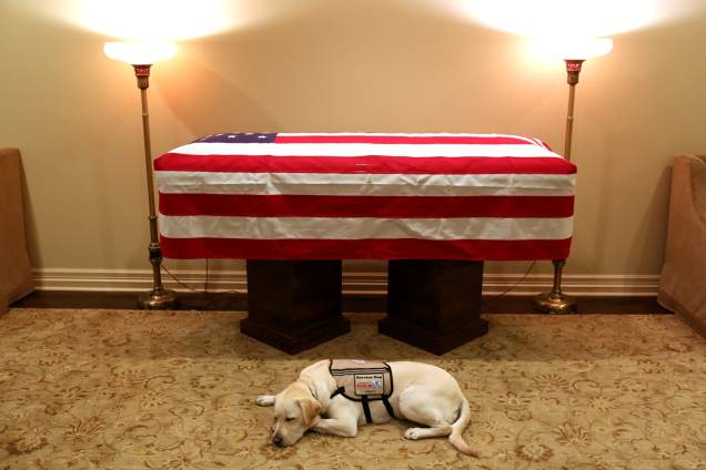 Sully, labrador que ajudava George H.W.Bush em suas atividades, é visto próximo de caixão com o corpo do ex-presidente americano, em Houston, Texas - 03/12/2018 Sully, labrador que ajudava George H.W.Bush em suas atividades, é visto próximo de caixão com o corpo do ex-presidente americano, em Houston, Texas - 03/12/2018
