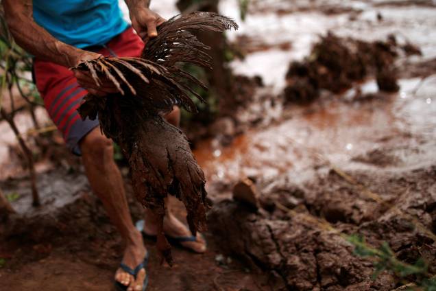 Homem ergue um frango coberto de lama na região afetada pelo rompimento da barragem da mineradora Vale em Brumadinho (MG) - 26/01/2019 Homem ergue um frango coberto de lama na região afetada pelo rompimento da barragem da mineradora Vale em Brumadinho (MG) - 26/01/2019