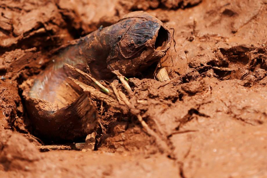 Peixe é visto na lama após rompimento de barragem nos arredores da cidade de Brumadinho (MG) - 27/01/2019