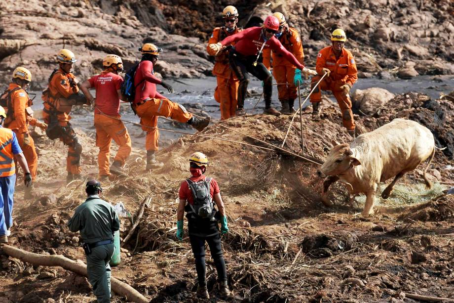 Vaca é resgatada por bombeiros no quinto dia de buscas após o rompimento de barragem da mineradora Vale, em Brumadinho (MG) - 29/01/2019