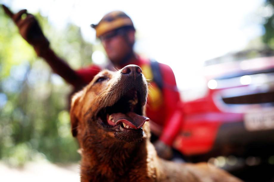 Cão farejador auxilia bombeiro em  operação de resgate de vítimas do rompimento de barragem em Brumadinho (MG) - 30/01/2019