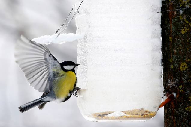 Pássaro Paridae se alimenta em um parque enquanto a temperatura cai para 15 graus Celsius negativos em Minsk, na Bielorrússia - 11/01/2019 Pássaro Paridae se alimenta em um parque enquanto a temperatura cai para 15 graus Celsius negativos em Minsk, na Bielorrússia - 11/01/2019