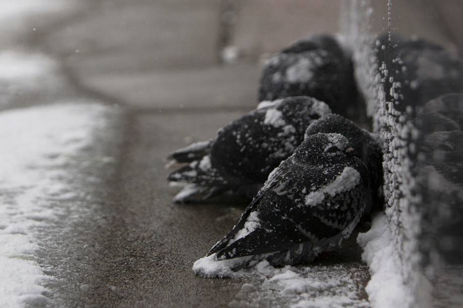 Pombas são vistas cobertas de neve enquanto tentam se aquecer na cidade de Buffalo, em  Nova York - 30/01/2019