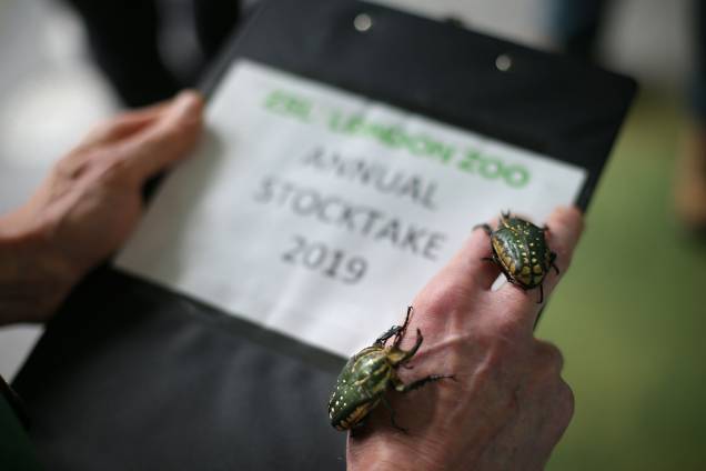 Espécie de besouro é catalogada durante contagem anual do Zoológico de Londres - 03/01/2018 Espécie de besouro é catalogada durante contagem anual do Zoológico de Londres - 03/01/2018