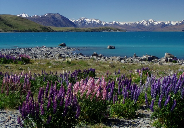 new-zealand-49883_640