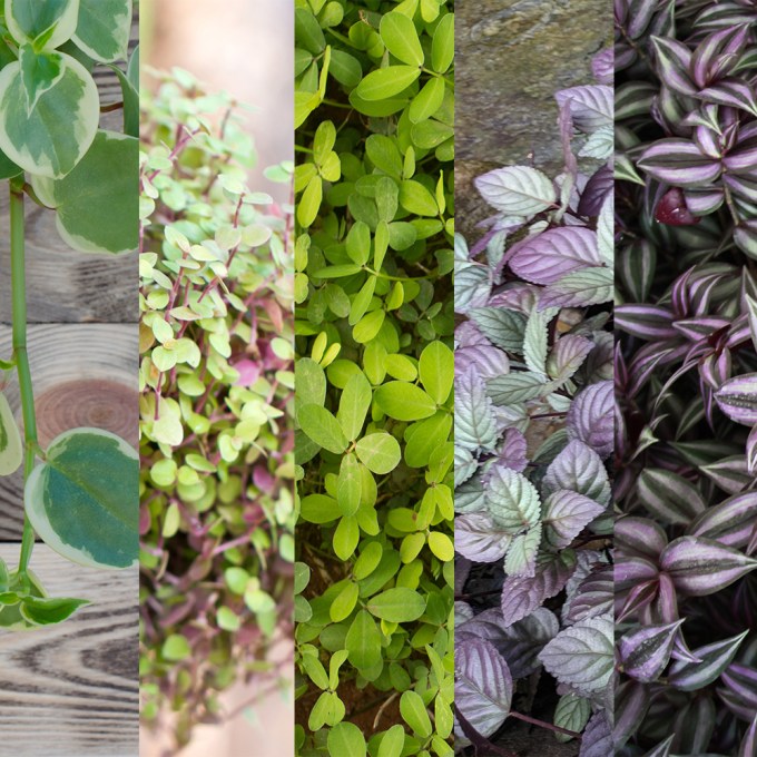A arte dos tapetes vegetais