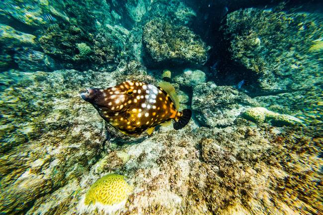 VARIEDADE - Mergulho no mar com 259 espécies de peixe