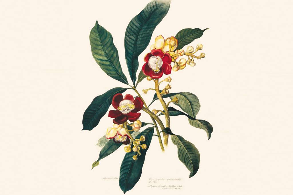 Ilustração botânica, uma mania que une arte e ciência