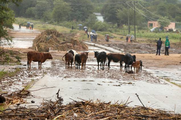 Vacas são vista em ponte bloqueada em Chimanimani, Zimbábue - 18/03/2019 Vacas são vista em ponte bloqueada em Chimanimani, Zimbábue - 18/03/2019