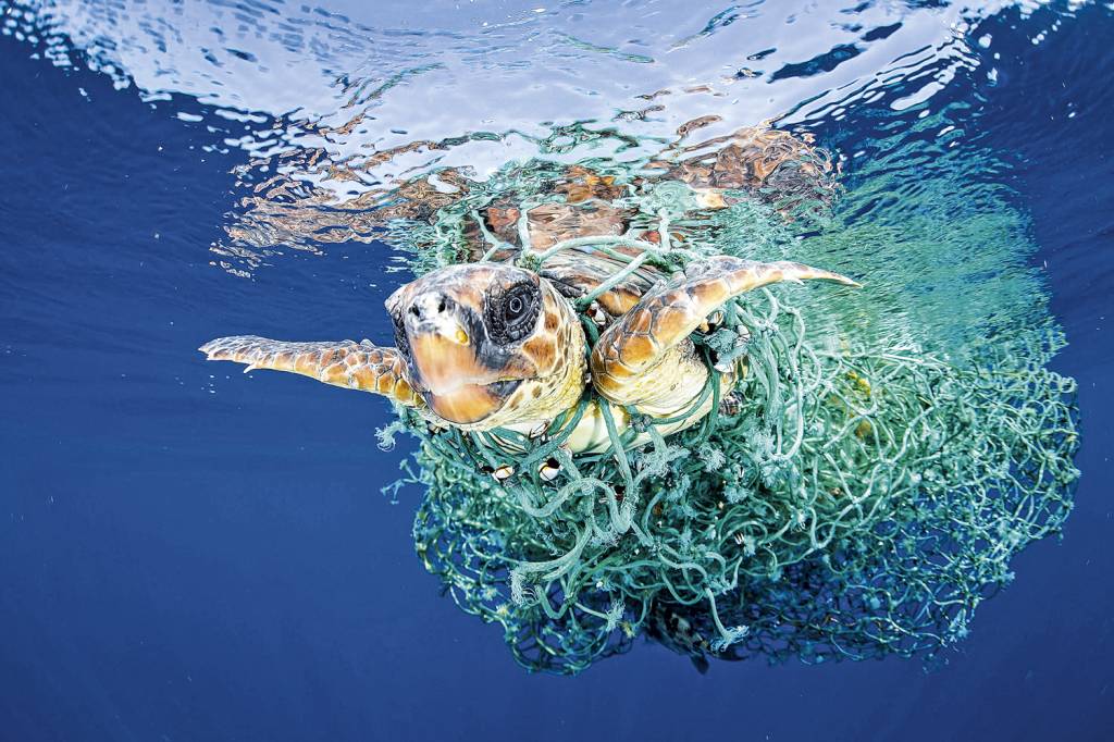 TARTARUGA-MARINHA-POLUIÇAO-PLASTICO-3.jpg TARTARUGA-MARINHA-POLUIÇAO-PLASTICO-3.jpg