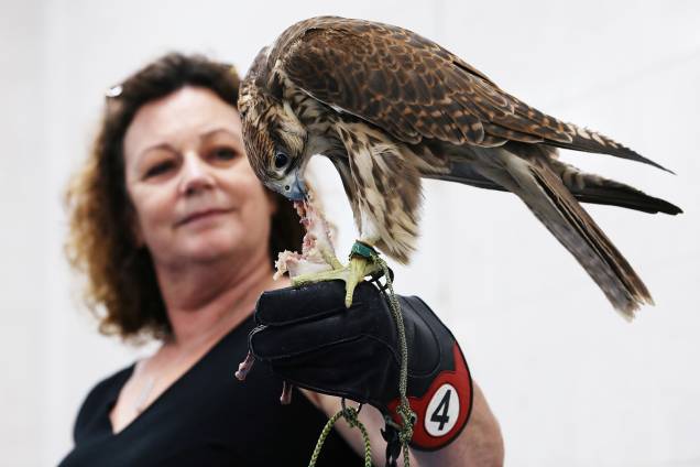 Visitantes alimenta falcão no Abu Dhabi Falcon Hospital, localizado nos Emirados Árabes Unidos - 28/04/2019 Visitantes alimenta falcão no Abu Dhabi Falcon Hospital, localizado nos Emirados Árabes Unidos - 28/04/2019