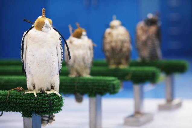 Falcões aguardam para receberem tratamento médico no Abu Dhabi Falcon Hospital, localizado nos Emirados Árabes Unidos - 28/04/2019 Falcões aguardam para receberem tratamento médico no Abu Dhabi Falcon Hospital, localizado nos Emirados Árabes Unidos - 28/04/2019