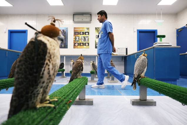 Falcões aguardam para receberem tratamento médico no Abu Dhabi Falcon Hospital, localizado nos Emirados Árabes Unidos - 28/04/2019 Falcões aguardam para receberem tratamento médico no Abu Dhabi Falcon Hospital, localizado nos Emirados Árabes Unidos - 28/04/2019