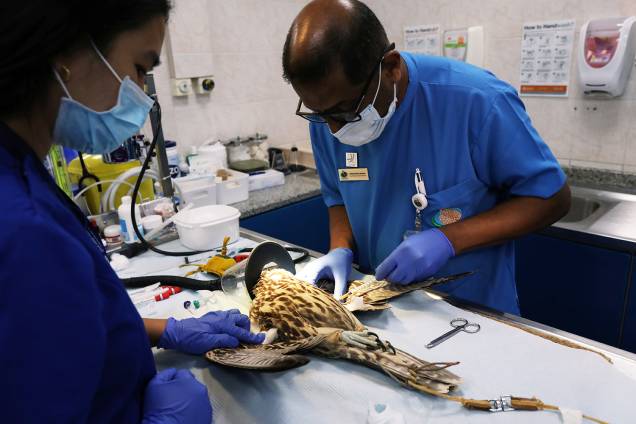 Falcão recebe tratamento médico no Abu Dhabi Falcon Hospital, localizado nos Emirados Árabes Unidos - 28/04/2019 Falcão recebe tratamento médico no Abu Dhabi Falcon Hospital, localizado nos Emirados Árabes Unidos - 28/04/2019