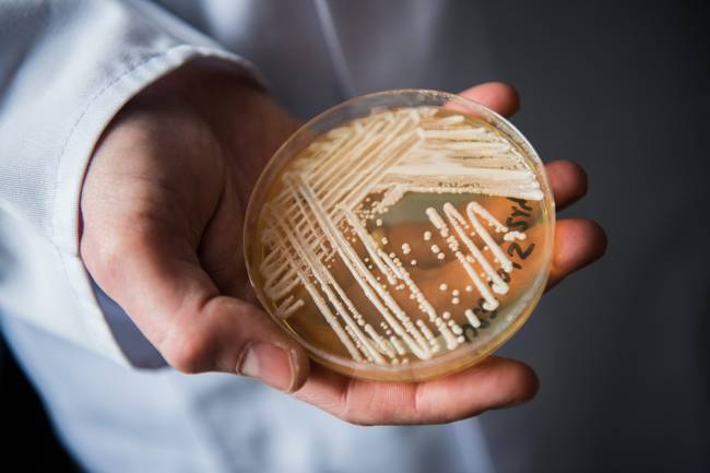 Candida auris O fungo Candida auris