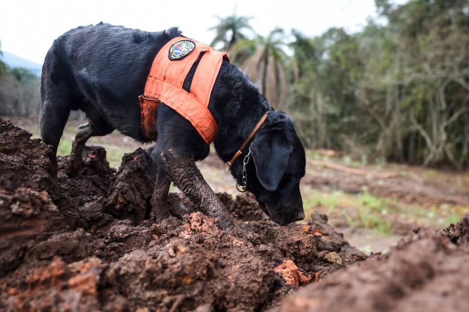 Cão farejador procura possíveis vitimas em meio à lama, 100 dias após o rompimento da barragem da mineradora Vale, localizada na mina Córrego do Feijão, em Brumadinho (MG) - 03/05/2019