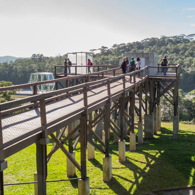 Os jardins suspensos da Mata Atlântica