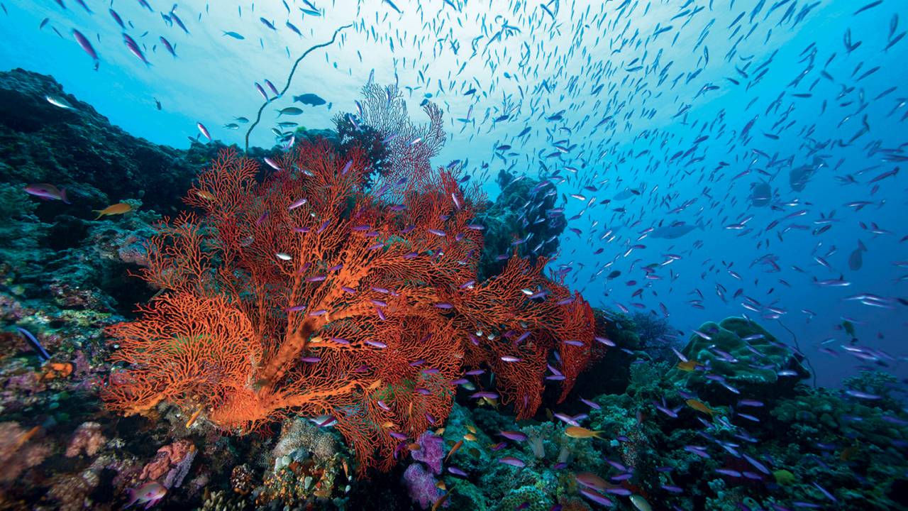 AMEAÇA PROFUNDA - Nos oceanos, colônias inteiras de corais foram devastadas; o impacto também atingiu tubarões