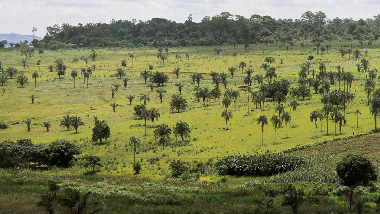 Cerrado na região de Brasília.