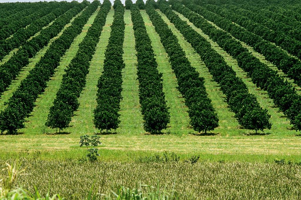Governo flexibiliza Código Florestal para plantio de laranjais