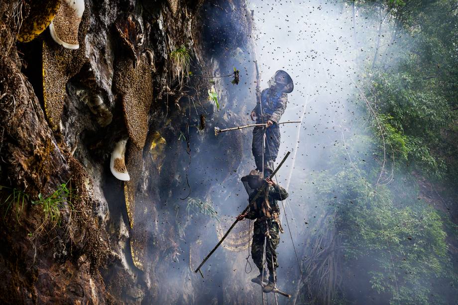 Alguns caçadores dizem que estão encontrando menos colmeias a cada ano porque as abelhas estão sendo afetadas pelo aquecimento global e pelo uso de pesticidas entre os agricultores locais - 11/05/2019