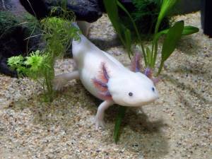 Axolotl Axolotl