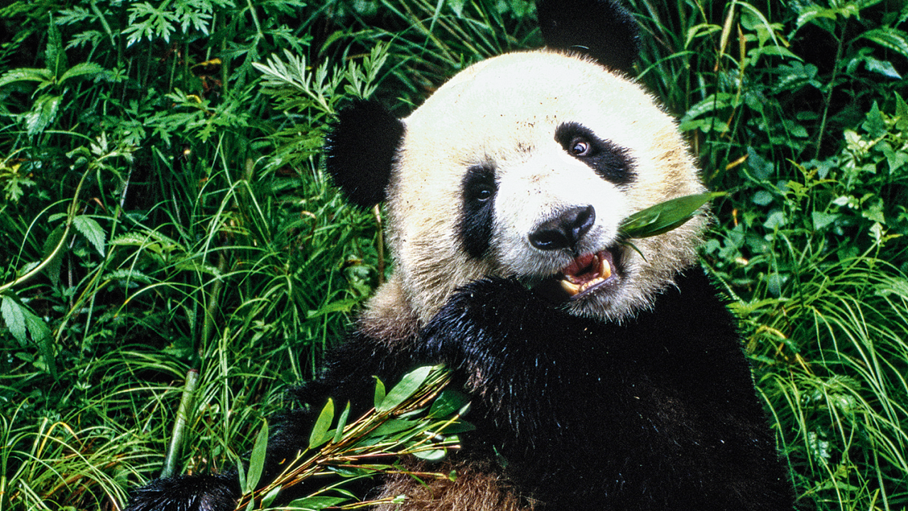 Panda gigante come seu alimento preferido, o bambu -