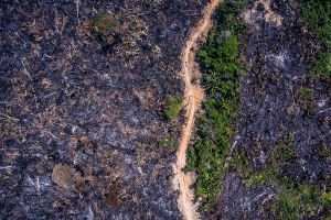 Estrada margeada pela destruição provocada pelo fogo: sinais de uma terra sem lei