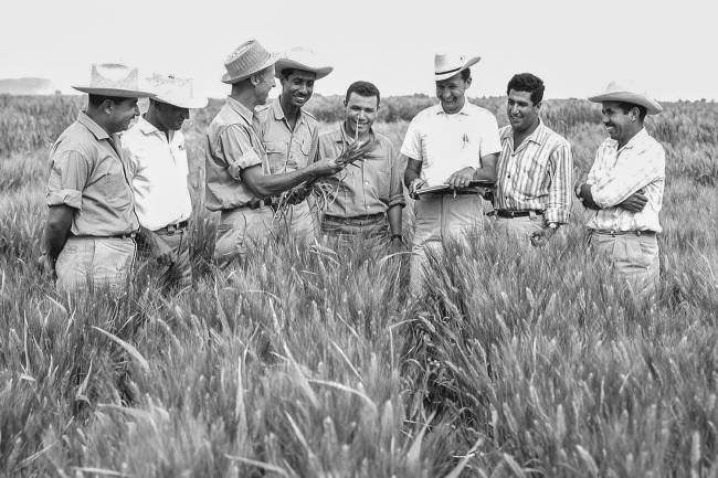 Norman Borlaug-WP-1960-1.jpg Norman Borlaug-WP-1960-1.jpg