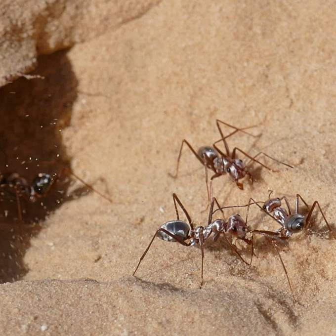Pesquisadores encontram no Saara a formiga mais rápida do mundo