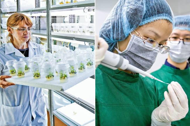 Genetica Um salto tecnológico no campo: os detalhes do acordo entre Brasil e China