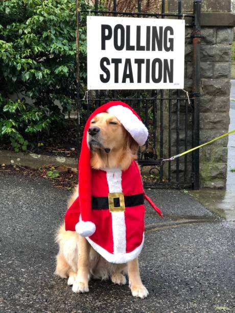 Cachorro durante a eleição geral no Reino Unido