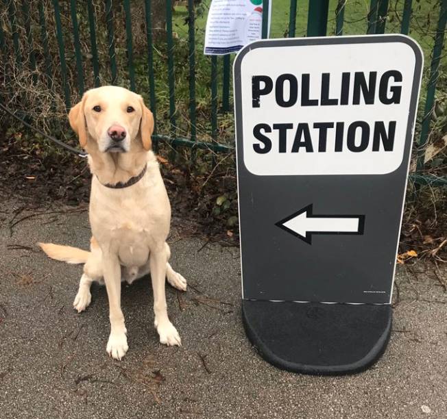 Cachorro durante a eleição geral no Reino Unido