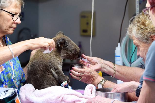 Um coala com queimaduras e desidratado é atendido por veterinários em um hospital especializado em sua espécie, Austrália - 30/10/2019 Um coala com queimaduras e desidratado é atendido por veterinários em um hospital especializado em sua espécie, Austrália - 30/10/2019