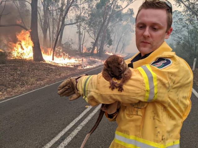 Um voluntário segura um animal resgatado das chamas, na Austrália Um voluntário segura um animal resgatado das chamas, na Austrália