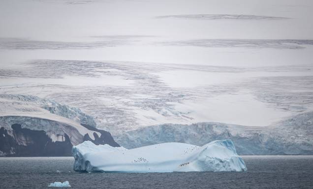 Nas Geleiras de Nelson, na entrada para a Península Antártica, pinguins foram flagrados em cima de um iceberg Nas Geleiras de Nelson, na entrada para a Península Antártica, pinguins foram flagrados em cima de um iceberg