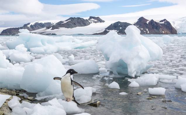 Pinguim em blocos de gelo Pinguim em blocos de gelo