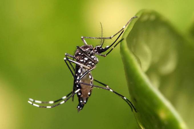 aedes_aegypti-dengue2