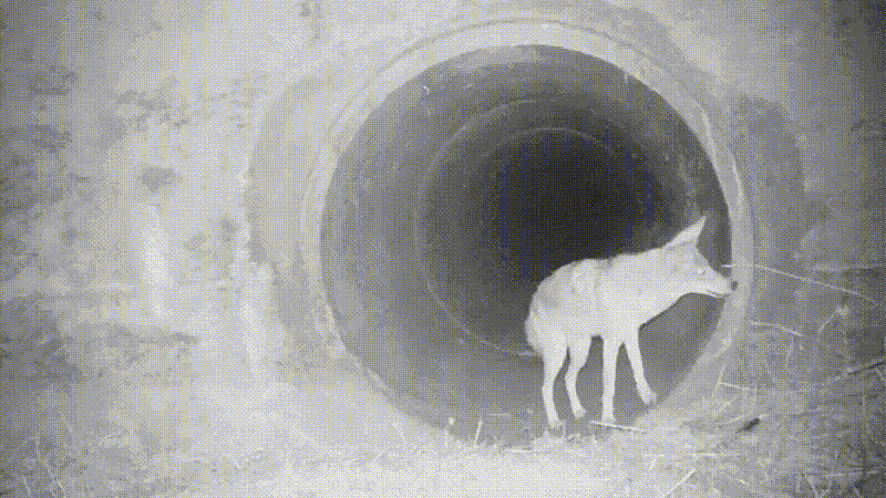 Câmera noturna captura amizade inusitada entre coiote e texugo