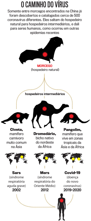 arte-bichos-IPAD_IPHONE