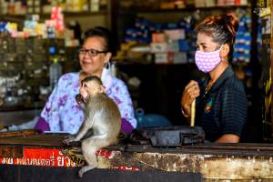 THAILAND-TOURISM-ANIMAL-HEALTH