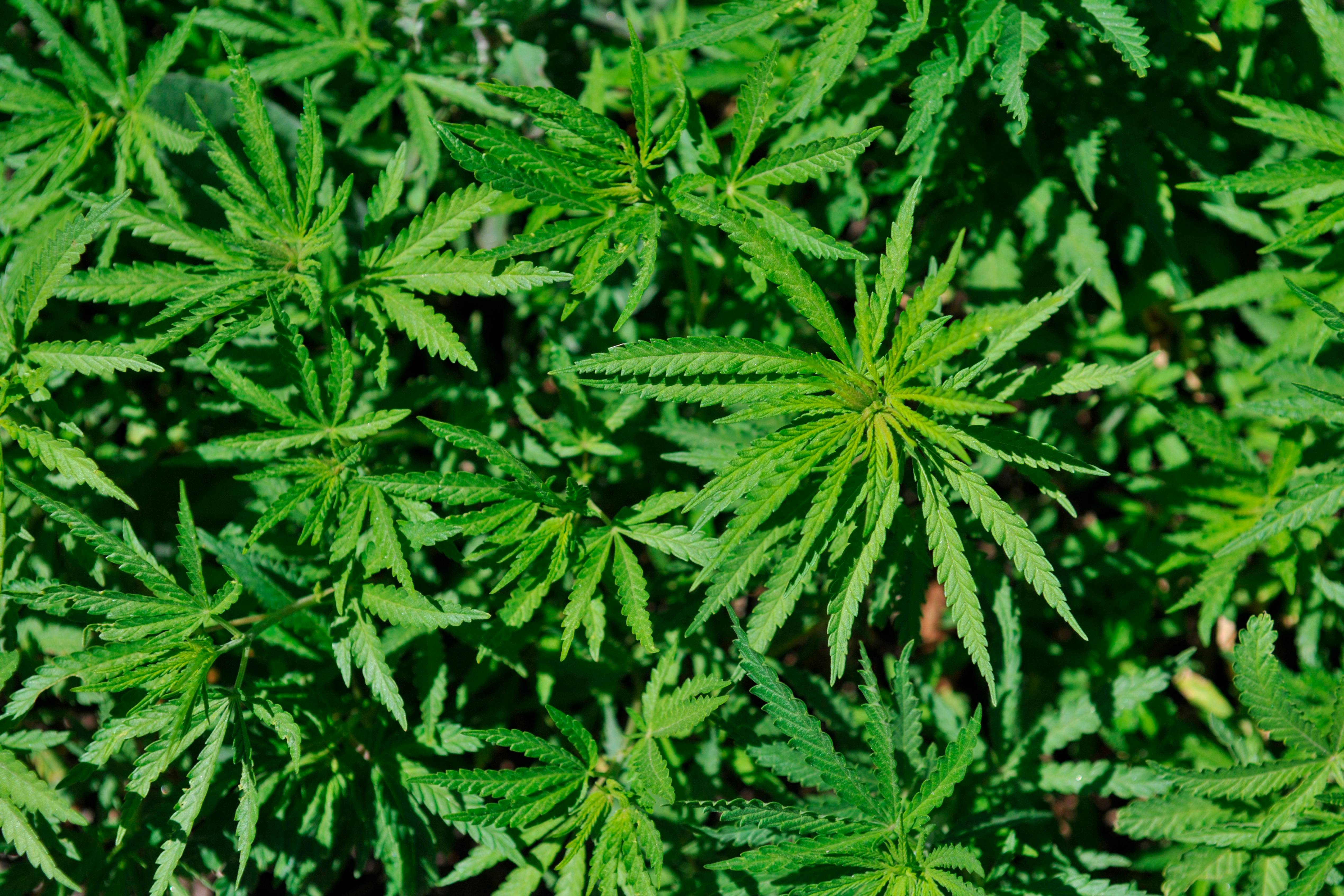 Wild cannabis. (Photo by: BSIP/Universal Images Group via Getty Images)