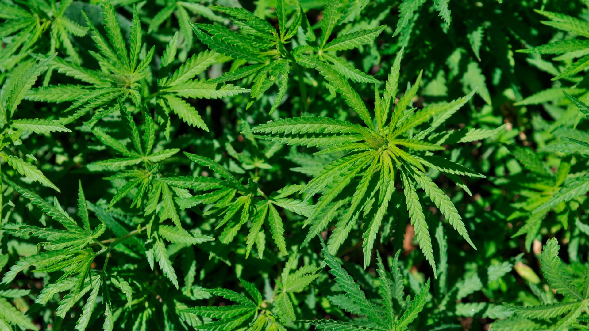 Wild cannabis. (Photo by: BSIP/Universal Images Group via Getty Images)
