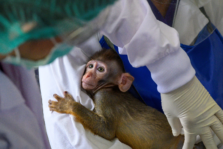 Na era do novo vírus, quanto custa um macaco de laboratório?