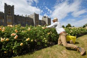 Opening of the East Terrace Garden at Windsor Castle the first time in decades Opening of the East Terrace Garden at Windsor Castle the first time in decades