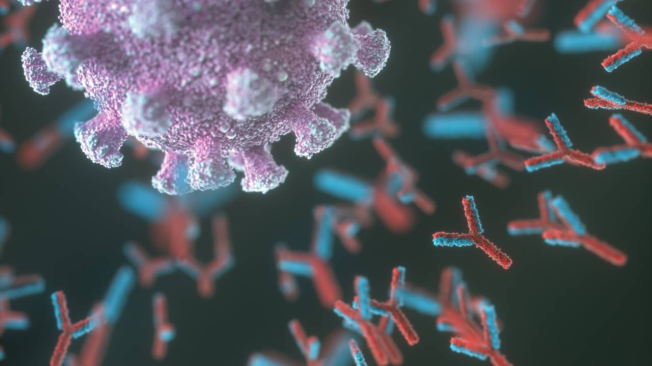 Illustration of antibodies (red and blue) responding to an infection with the new coronavirus SARS-CoV-2 (purple).